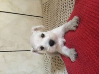 Fihotes de Schnauzer