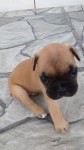 Bulldog francês 32 dias (reserva)