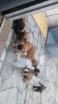 Bulldog francês 32 dias (reserva)