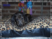 Teckel (salsicha) Basset – Macho