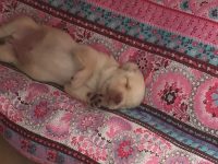 Labradores