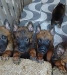Filhotes de Pastor Malinois