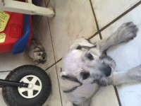 Fihotes de Schnauzer