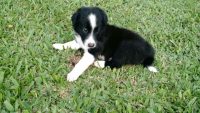 Filhotes De Border Collie Linhagem De Campeões