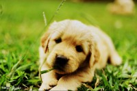 Lindos filhotes de Golden Retriever – machos e fêmeas