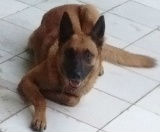 Filhotes de Pastor Malinois