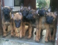 Filhotes de Pastor Malinois