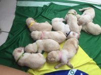 Labradores