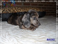 Teckel (salsicha) Basset – Macho