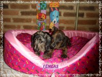 Teckel (salsicha) Basset – Fêmea