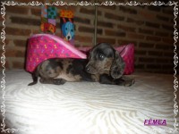 Teckel (salsicha) Basset – Fêmea