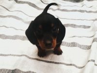 Filhotes Dachshund
