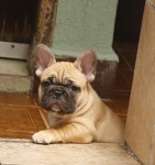 Venda de filhotes de Bulldog Francês