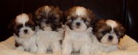 Lindos Filhoyes shihtzu 50 dias