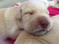 Labradores