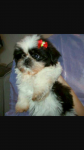 Shihtzus fêmeas e machos mini com toda garantia e vacinados
