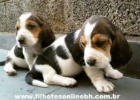 Basset Hound belos filhotes