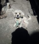 Poodle femea para cruzar