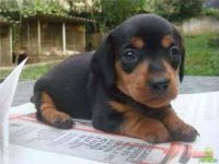 Basset Teckel belos filhotes