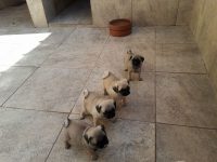 Pug Filhotes – Canil Pug Reale