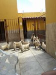 Pug Filhotes – Canil Pug Reale