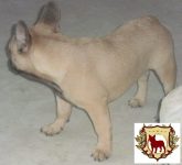 Filhote de Bulldog Francês