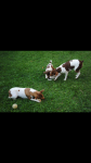 Fox Paulistinha Marrom bi color