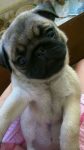 Pug, filhotes um mais lindo que o outro com qualidade