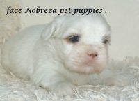 Lhasa apso filhotes de nobres a pronta entrega
