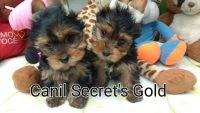 Yorkshire Terrier