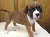 Boxer belos filhotes