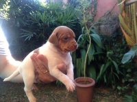 Fox Paulistinha Marrom bi color