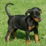 Doberman belos filhotes