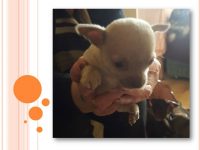 Chihuahua, os mais lindos cabeças de maçã estão aqui