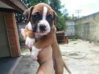 Boxer belos filhotes