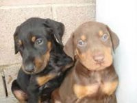 Doberman belos filhotes