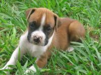 Boxer belos filhotes
