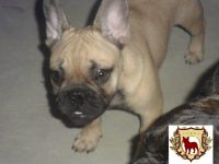 Filhote de Bulldog Francês