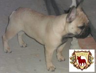 Filhote de Bulldog Francês