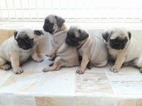 Pug Filhotes – Canil Pug Reale