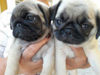 Pug Filhotes – Canil Pug Reale