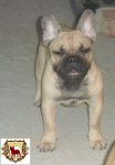 Filhote de Bulldog Francês