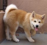 Filhotes de Akita-inu com pedigree cor vermelhos