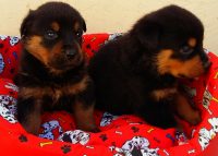 Rottweiler – Canil Império Romano