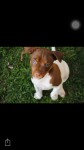 Fox Paulistinha Marrom bi color