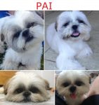 Perfeitos e lindos filhotes de Shih Tzu 30 dias