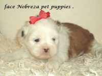Lhasa apso filhotes de nobres a pronta entrega