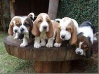 Basset Hound belos filhotes
