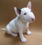 Bull Terrier belos filhotes