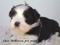 Lhasa apso filhotes de nobres a pronta entrega